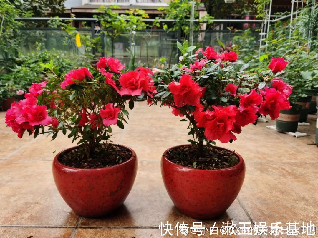 酸性|10种花爱喝醋,浇水加点酸,叶子油亮爱开花!