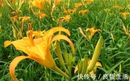 女性|女性养生,要学会坚持吃三种食物,排毒养颜、滋润肌肤