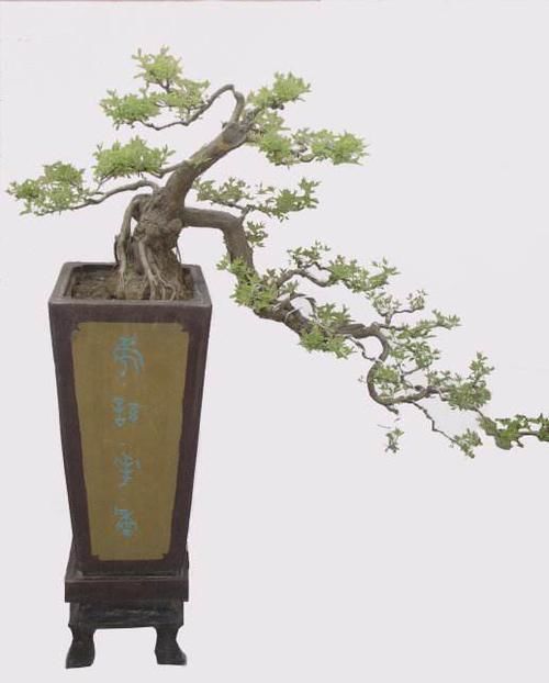 农村常见的黄荆和山榆适合做盆景吗,采桩时要注意什么