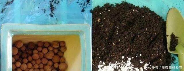 春剪|文竹快速“长爆盆”有秘诀，关键要“春剪”，蹭蹭冒出“小笋芽”