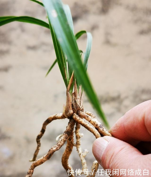 新栽的兰花什么时候浇水当时就浇和隔几天再浇，其实都不完全对