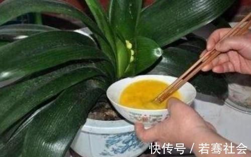 养花达人养花,就喜欢在盆里埋点它,养啥都旺,比花肥都强!