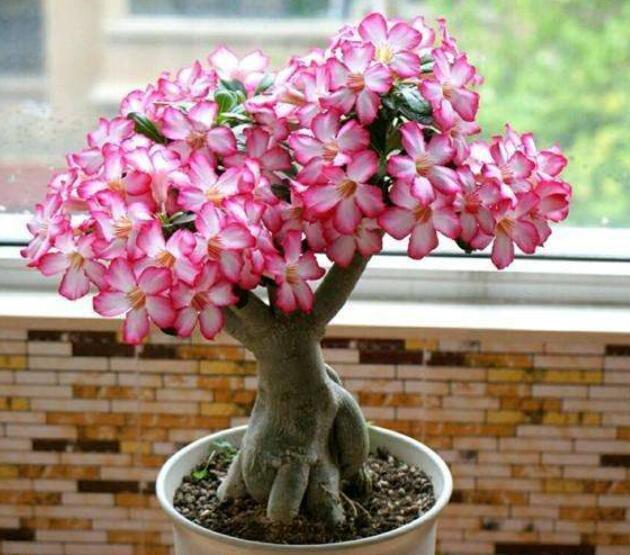 寒冬养沙漠玫瑰,别只注意浇水,还有3点需要关心