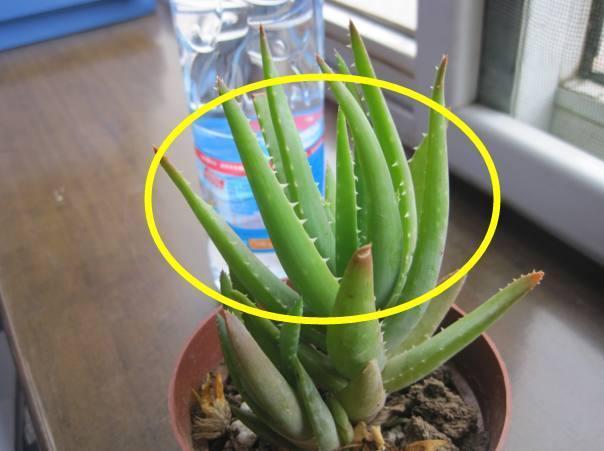 再穷也要养的6种花,穷不要紧,全家福气满满,健康才是重要的!