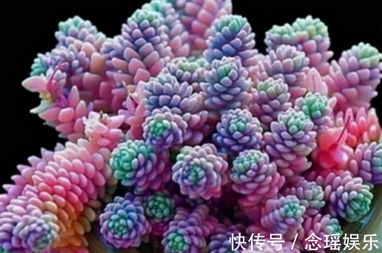 吊盆|7种多肉适合“吊着养”,枝条“流出”花盆,养出状态最美