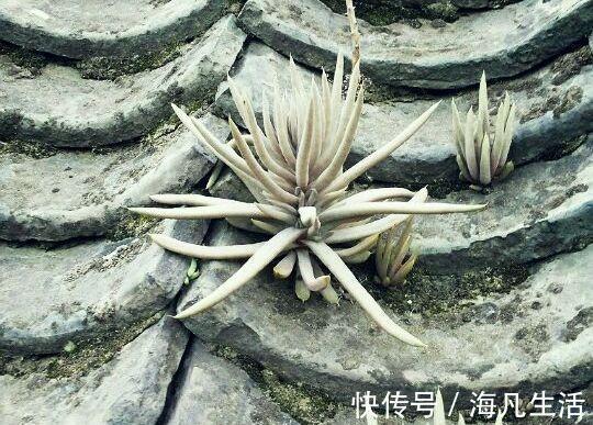 老家房上“1种植物”,遇见必采,半年养出50株,家里养了有福气