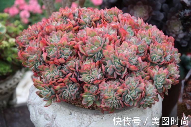 花草|历时一年,在31楼打造300㎡“屋顶花园”,如今美成了仙境