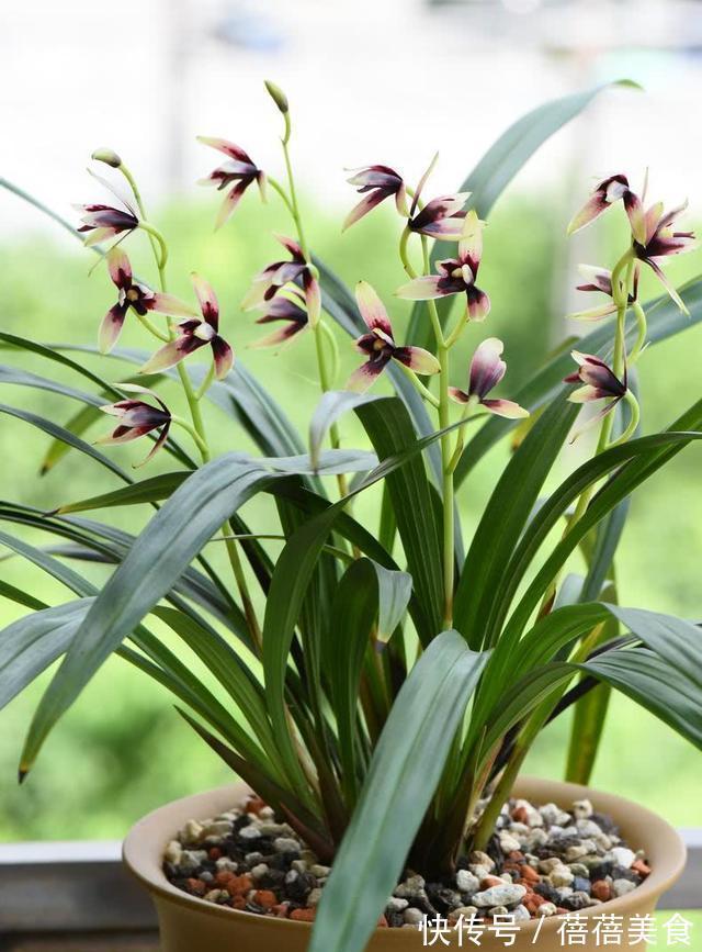 喷雾|家庭养兰花怎么浇水?园艺师教你,其实很多人都浇错了