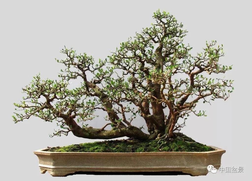 盆景玩成这样，真无语……