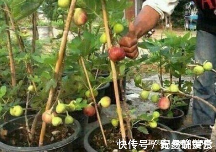 无花果|“1根枝条”插盆里，10天生根，当年开花“结果”一家人吃不完