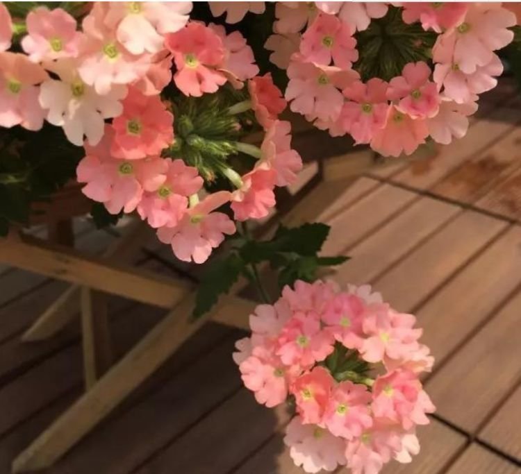 4种花美的出奇,色彩艳丽,盛开时如花海一样,令人流连忘返