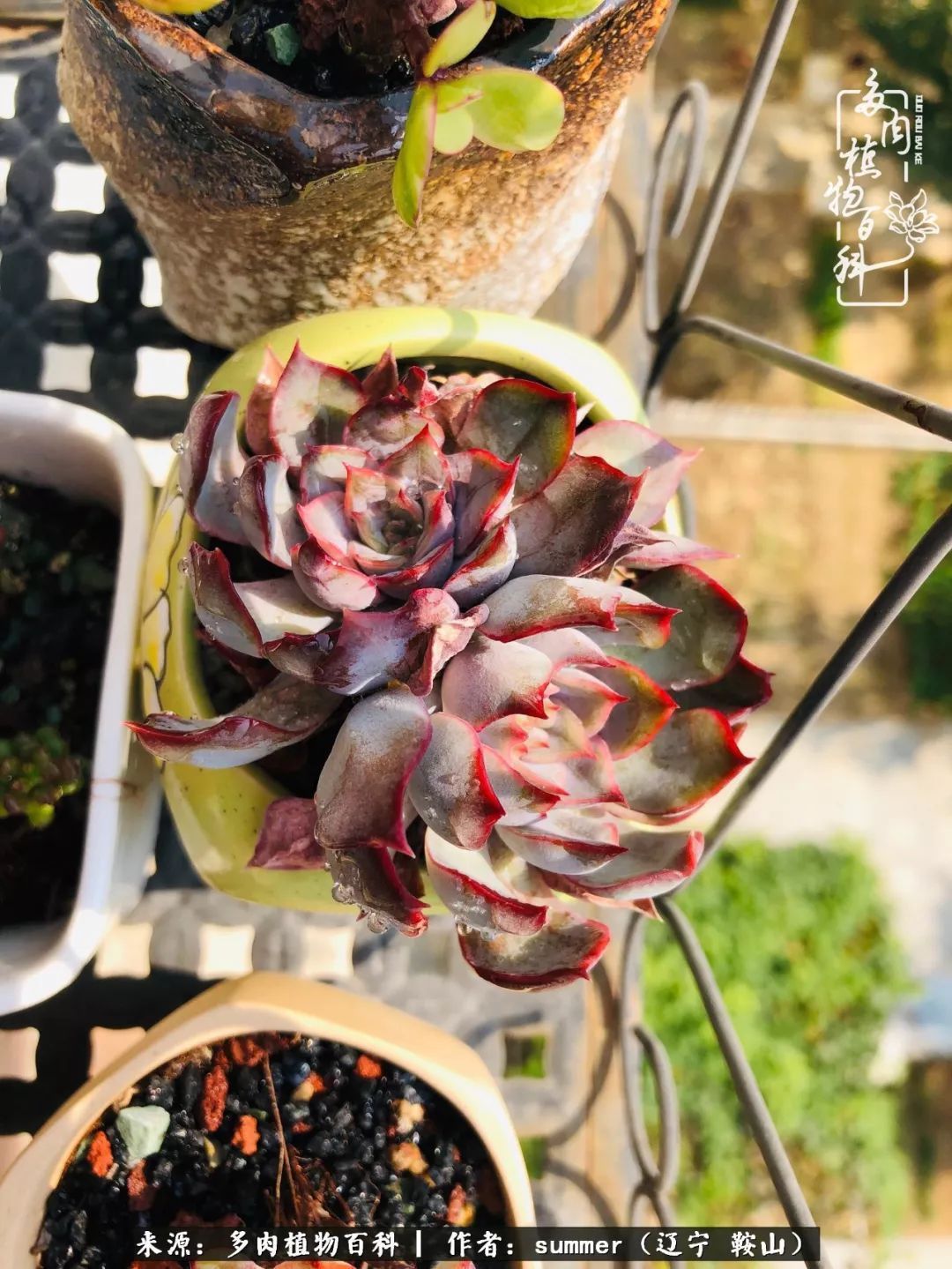 活着即是王道!我和我大东北的多肉们!