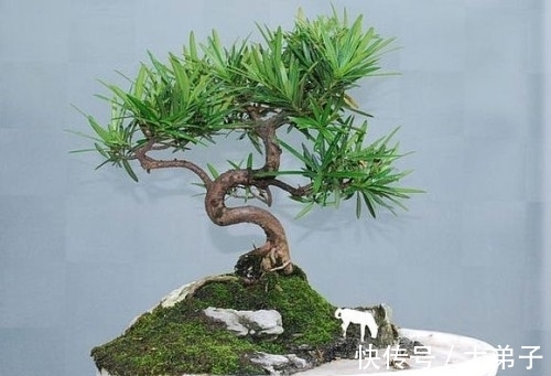 盆栽|罗汉松盆景价值高，定时修剪多浇水，轻轻松松养成老桩，价值更高