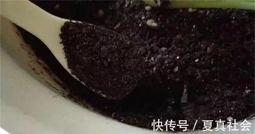 君子兰不开花？2种废料埋盆里，花箭蹭蹭冒，开花2个月