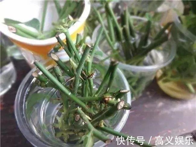 水杨酸|8种自制生根剂,扦插前抹一抹,白根冒的又快又多!