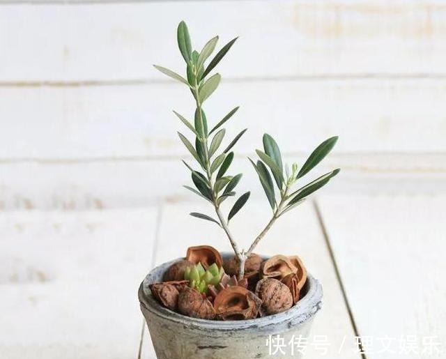 用这3种壳养花，一年省下不少钱，根系满盆窜，效果真明显！