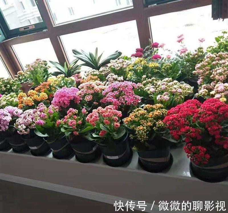 5种公认的富贵花,适合养客厅,贵气又吉祥,有钱人家都爱养