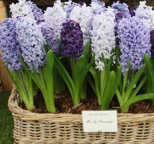 怪不得|怪不得老公把发财树扔了,现阳台流行种此花卉,香飘满屋更迷人