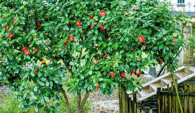 10大吉祥花，客厅有空地一定要养一盆，高档又好养，旺财又旺家