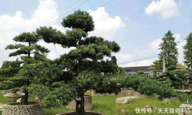 都说这种树很贵!其实剪根“枝条”,埋土里就能长,不用花钱买!