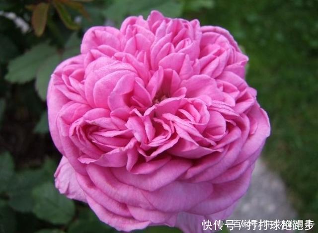 25个拥有中国血统的波旁月季。花朵超大个个丰花,还能爬藤做花墙