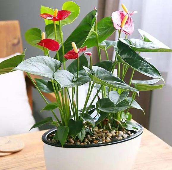 红掌盆栽叶黄花小怎么办掌握4招，植株状态好、叶绿花大色艳