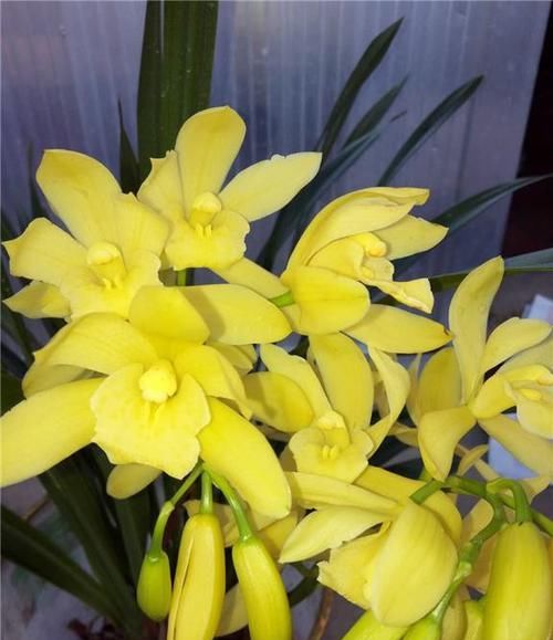  养兰|新手养兰首选“小神童”，花色金黄，香味扑鼻，每年可以开花4次