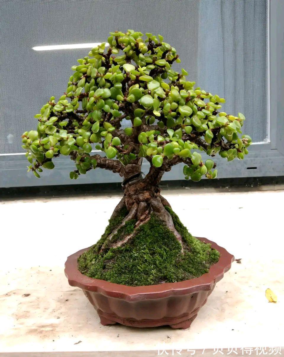 金枝玉叶的叶子总是哗哗的掉,因它这6怕,要注意避免