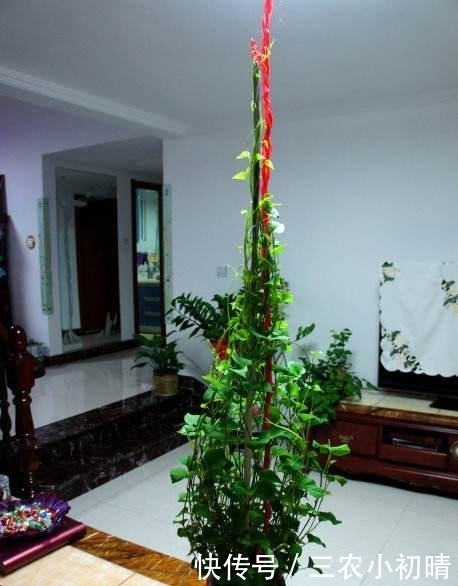 蔬菜中的皇后,比绿萝还美,丢水里一个月窜1米,全家吃了都健康