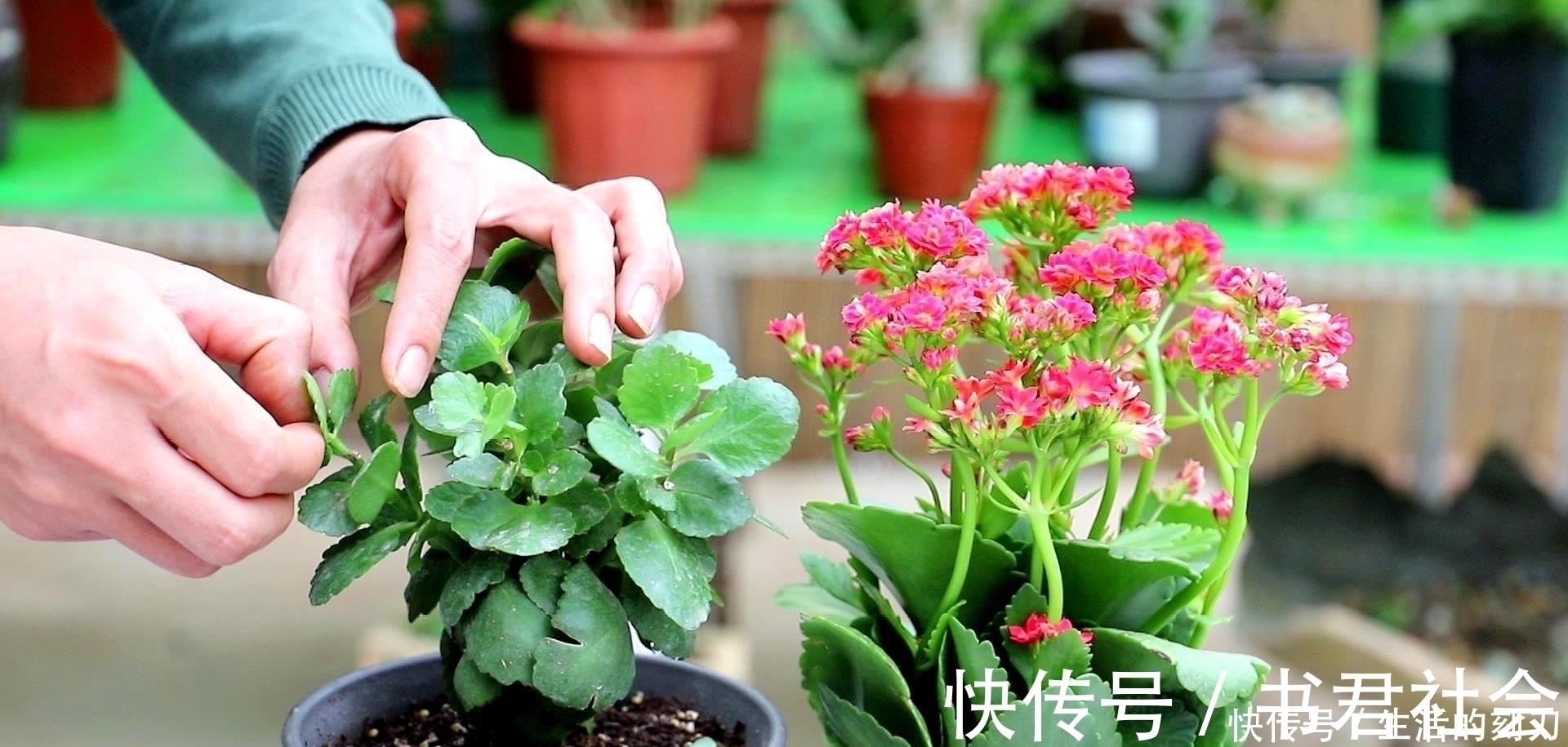 施肥|长寿花很好养,施点这种肥,叶片肥美又亮丽,花期能达150天