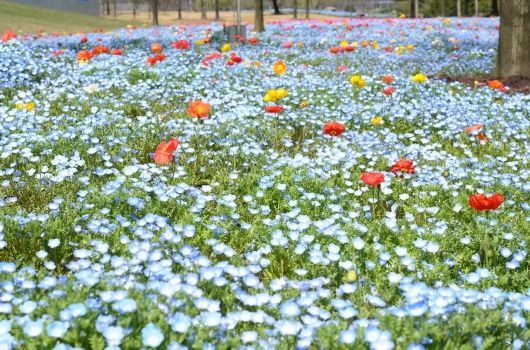 来松江看花海呀！蓝色的、超梦幻