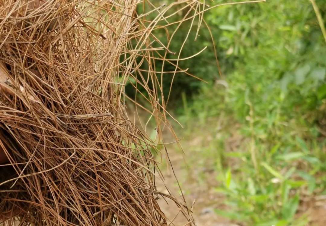 松节油|松树是个宝,种植兰花少不了,可为何很多兰友却用不好?