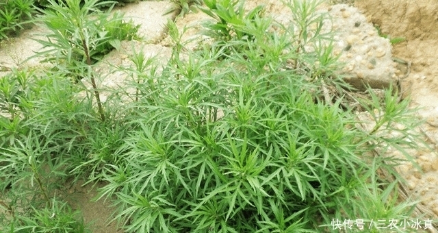 艾蒿|遇见“它”,请您少摘点,因为价值珍贵,且用处大