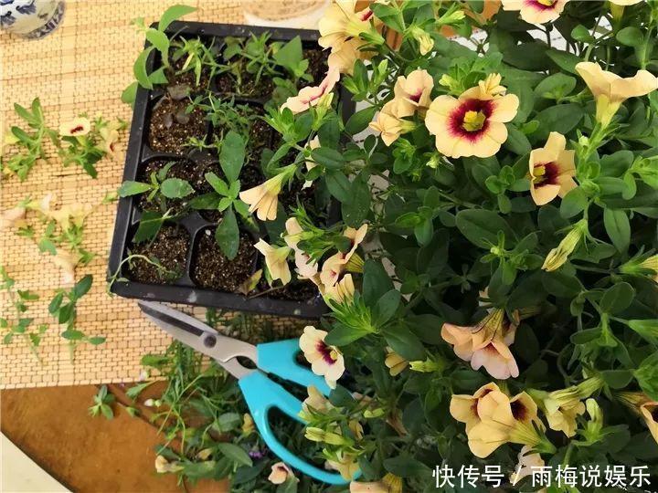 木槿|急性子养的6种花,长的快、爆花多,1盆能开大半年!