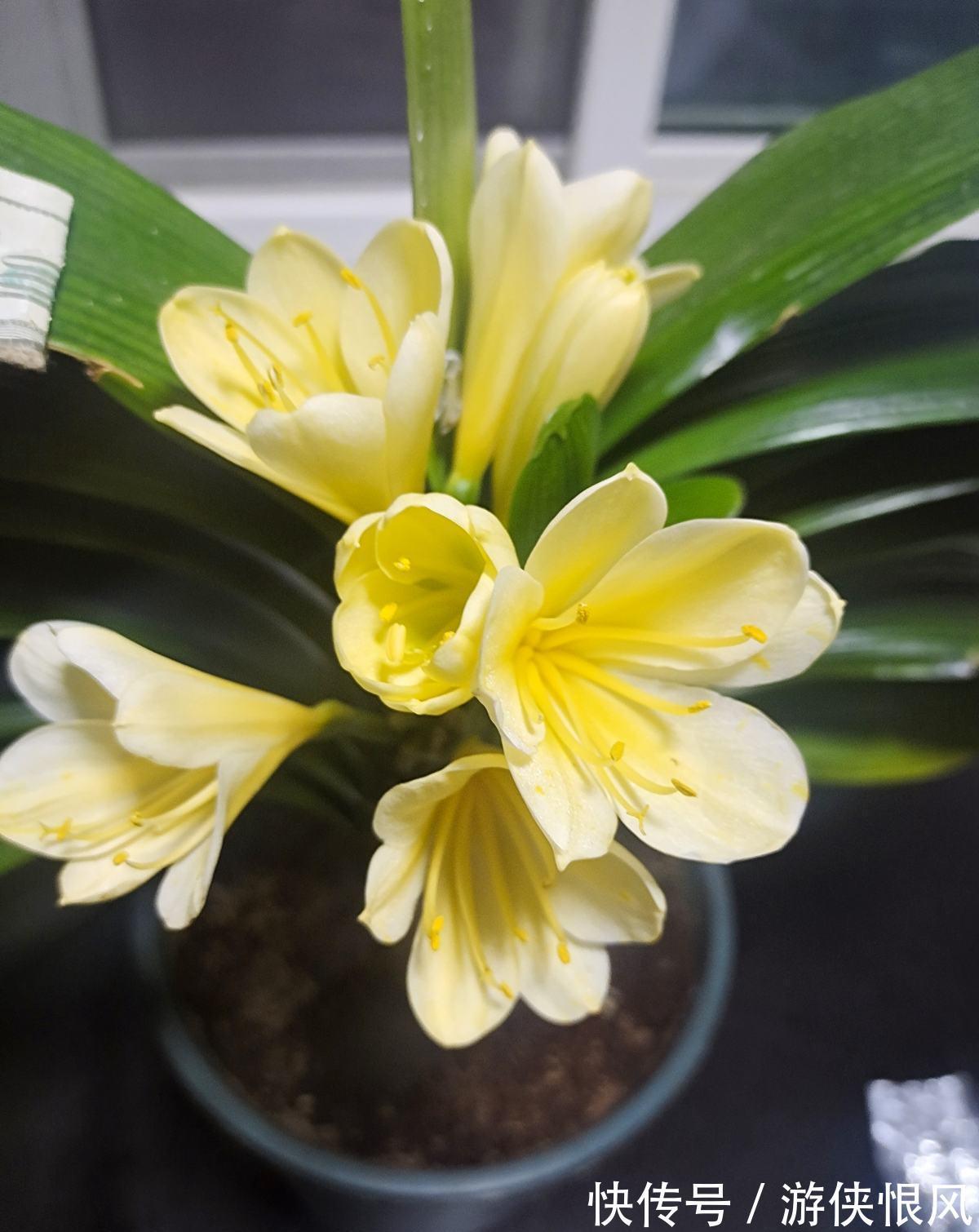 王大爷家的花8年没开，找到了4个窍门，很快就开花