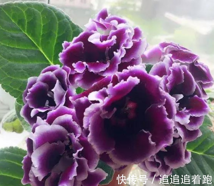这几款小花,便宜又好养,“花香”飘满屋,花美心情好!