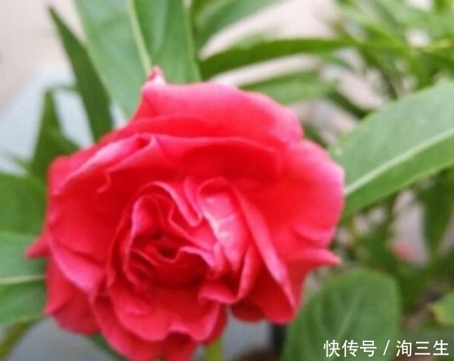 3种花自带财运,家里养一盆,招财又纳福,谁养谁喜欢