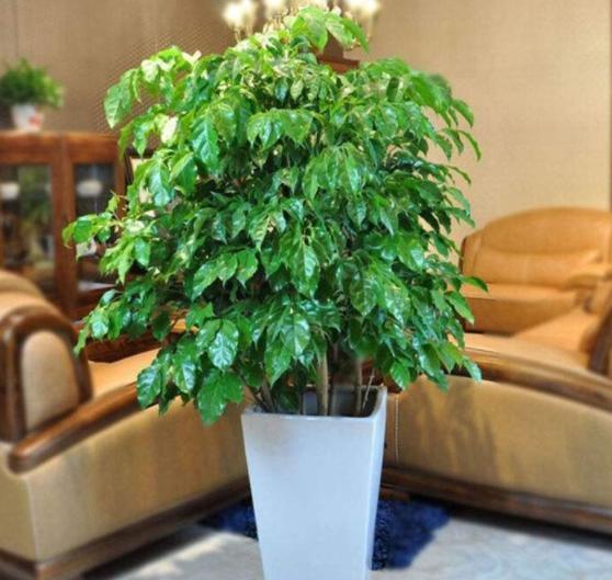 玉树|客厅见树,家业稳固,适合客厅养的8种树,大气美观,增添幸福感