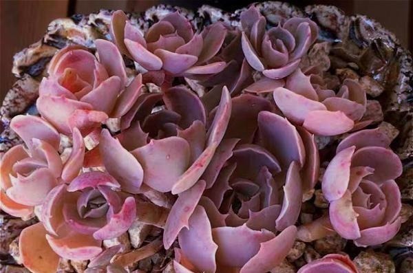 叶片|公认比“玫瑰花”漂亮的7种多肉,山地玫瑰落榜,这3种得票最高