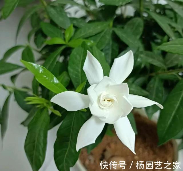 栀子茉莉|栀子茉莉最爱两种水,秋季记得喝,长成老桩盆景,开春冒花苞