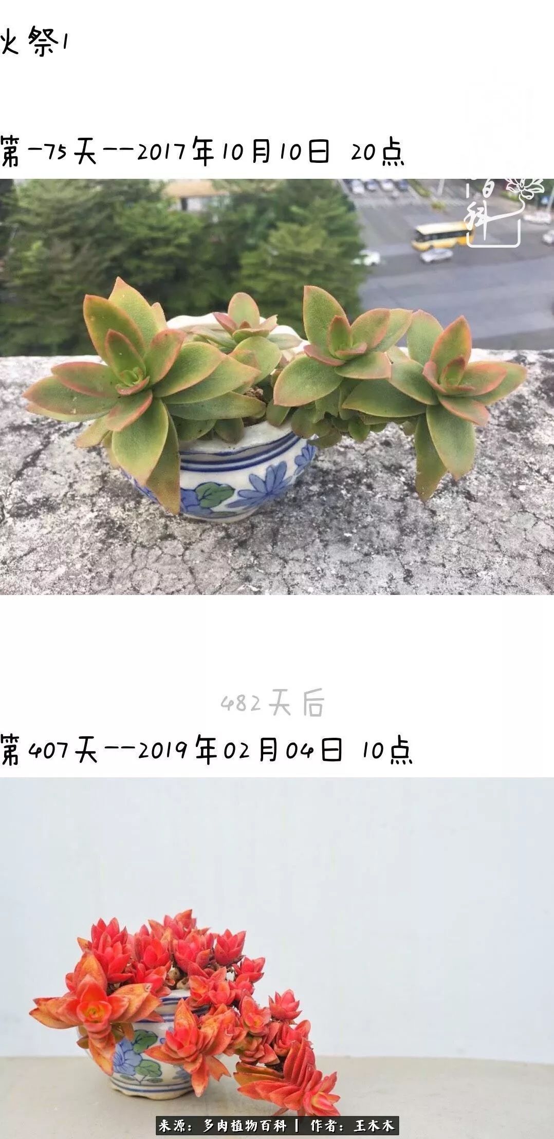 爱上多肉的第三个年头回看励志对比图，感悟岁月静好！