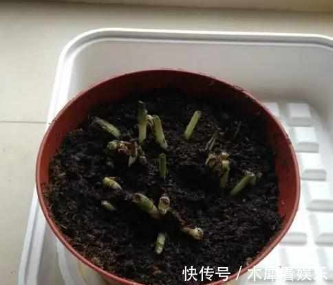 新手|快死的花这样剪,3天保证活,学会就是大神,新手想想就很激动