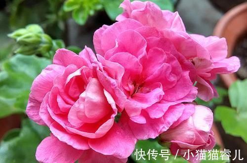 此花开花漂亮,花期长又勤花,连叶子都是清香的,值得拥有