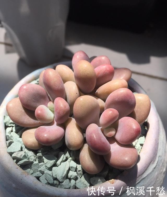 多肉植物桃蛋有“3怕”,避开了才能养出绝美状态!