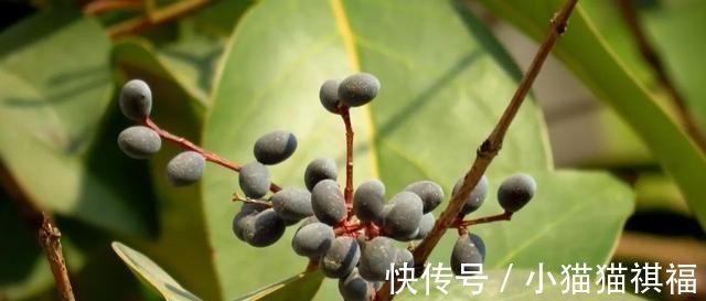 神农本草经|它是养肝明目“特效药”，路边很常见，遇到别错过