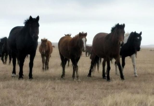 养马|一匹马引起的惨剧:从明代的马政角度,来窥探大明王朝的亡国之路