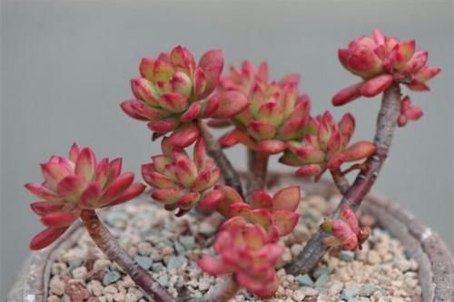 趁着春天给多肉撸点叶子瘦瘦身，不辜负这大好的季节，赶紧行动吧