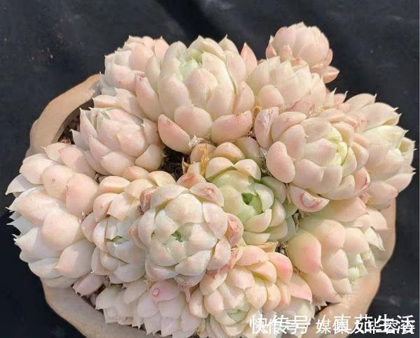9种多肉,贵且难养,怕晒怕淋爱秃长,买了多半成鸡肋
