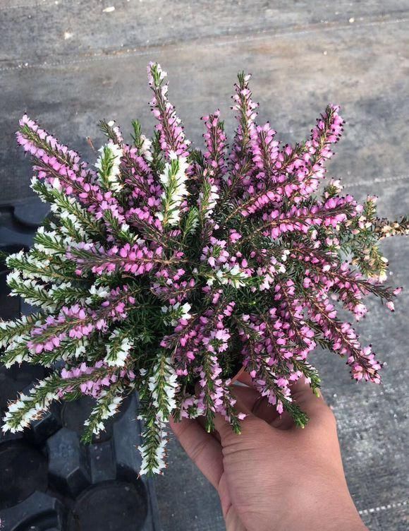 花友|4种花身材不大,花量却怪“吓人”,深秋花开一大片,美翻了