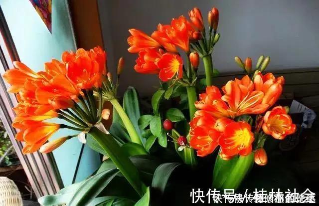 为什么你养的君子兰始终不开花？问题出在浇水上，四种水轻松化解